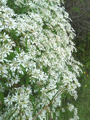 Euphorbia leucocephala Plant (White Christmas)